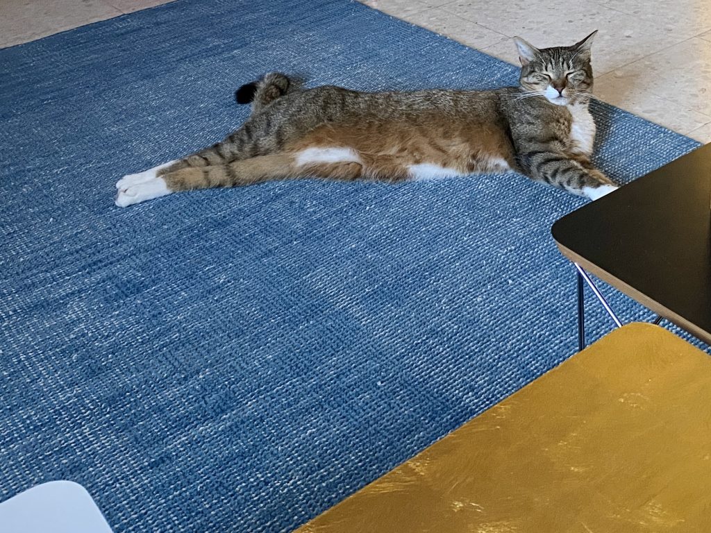 Katze Lilibet entspannt nach dem Umzug nach Frankreich in der neuen Wohnung