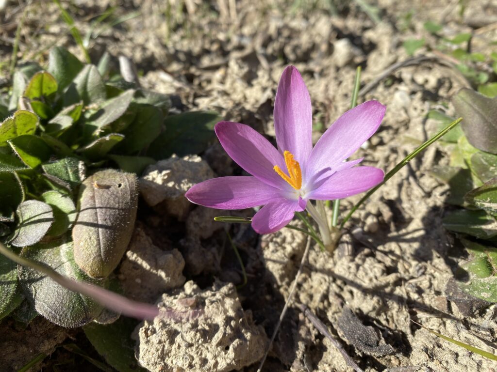 Gärtnern in Südfrankeich: Ein rosa Krokus ragt aus trockener Erde in einem Garten im Frühling